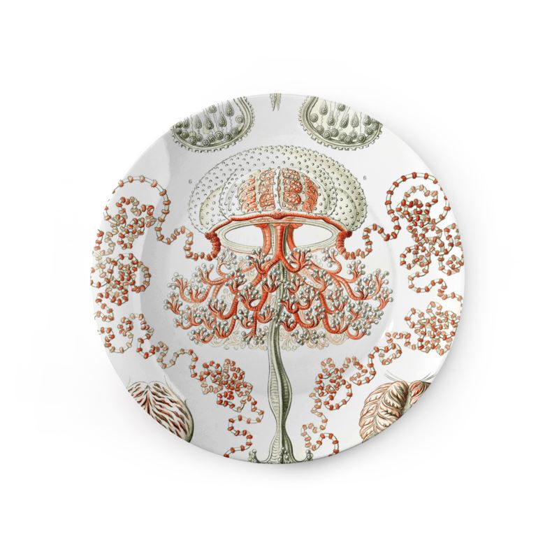Anthomedusae, Ernst Haeckel, 1904