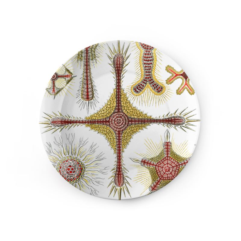 Discoidea, Ernst Haeckel, 1904
