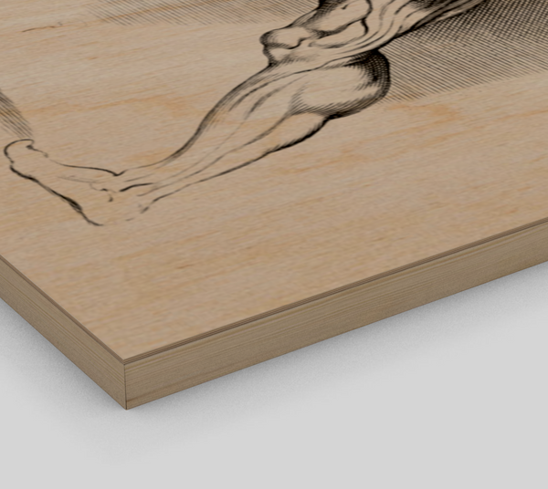 Anatomical study of a standing man by Paul Pontius, 1616-1657