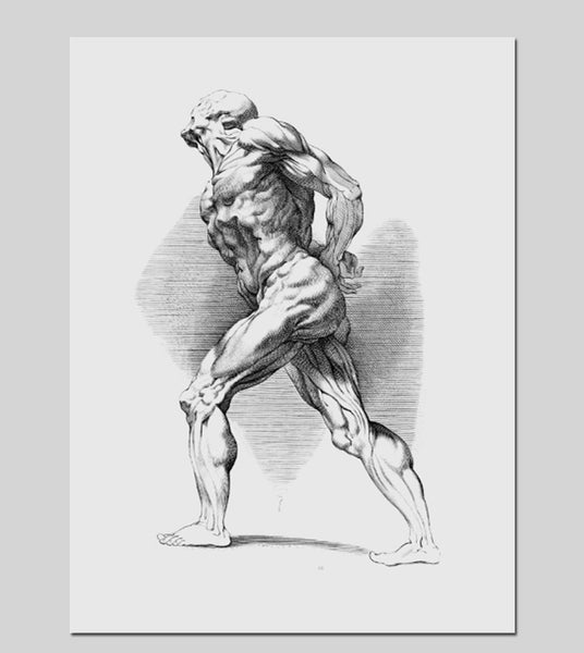 Anatomical study of a standing man, Paul Pontius, Peter Paul Rubens, 1616 - 1657