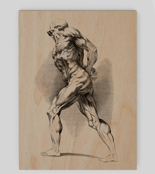 Anatomical study of a standing man by Paul Pontius, 1616-1657