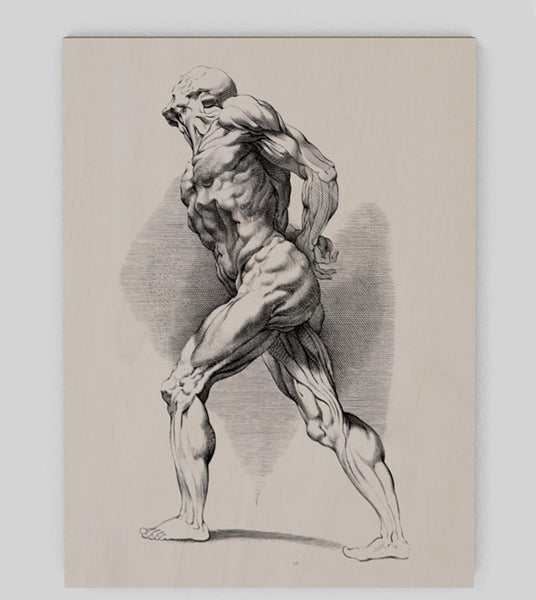 Anatomical study of a standing man by Paul Pontius, 1616-1657